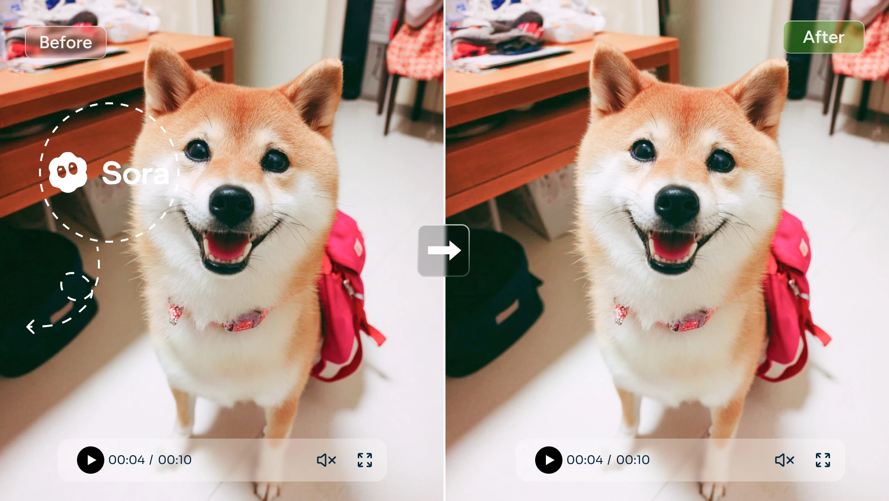 before and after effect of removing sora watermark from a cute dog video